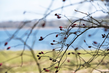 Rose hip branches of a tree, in the background sky, water and meadow