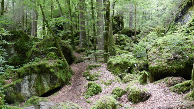 wilder Wald am Blausee