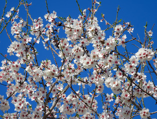 almond blossom