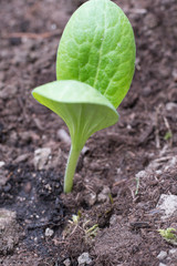 Young green zucchini plant in the eart, plantig in spring