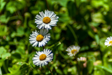 Margherite in primavera