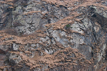 grassy mountain beautiful autumn texture