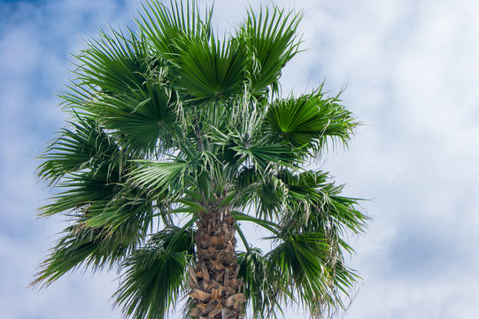 tropical palm tree against the sky