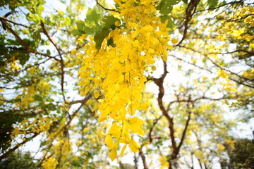 cassia fistula. golden rain tree a flowering plant in the family Fabaceae. The species is native to the Indian subcontinent. known in Thai as ratchaphruek. tree in full yellow bloom.