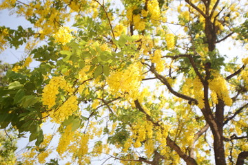 cassia fistula. golden rain tree a flowering plant in the family Fabaceae. The species is native to the Indian subcontinent. known in Thai as ratchaphruek. tree in full yellow bloom.