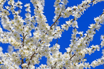 Peach blossom in the garden