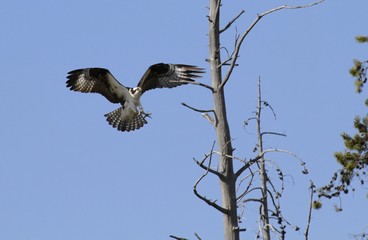 Osprey
