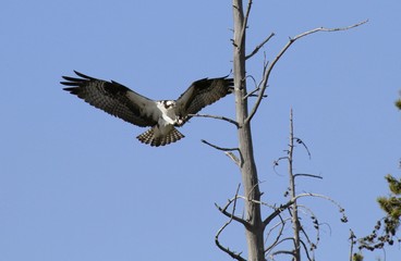 Osprey