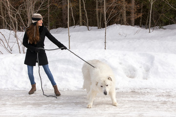 Cute long-haired brunette young woman in winter clothes trying to drag a huge Pyrenean Mountain Dog...