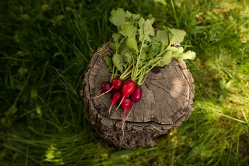 Close-up of a fresh radieh on a green grass background. Horizontal view.