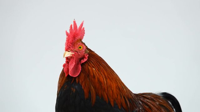 rooster portrait on white screen