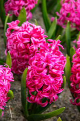Culture de jacinthe, Pointe de la Torche, Finistère, Bretagne