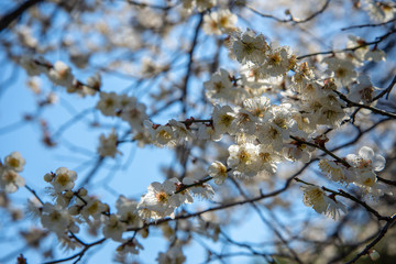 初春の花
