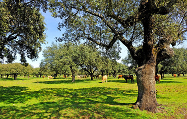 Breeding beef cattle in the pasture farm near Plasencia, spring in Extremadura, Spain