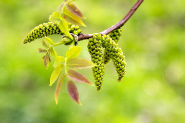 Flowering walnut tree in early spring - macro shot