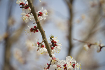 Branches of a beautifully flowering fruit tree