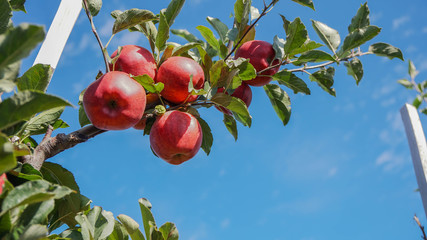red apples on a tree