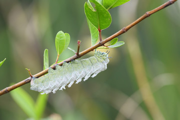 Giant Atlas moth caterpillar
