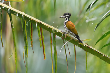 Common flameback