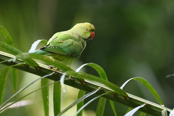 Rose-ringed parakeet