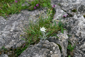 Obraz na płótnie Canvas Edelweiss protected rare flower in the Tatra Mountains.
