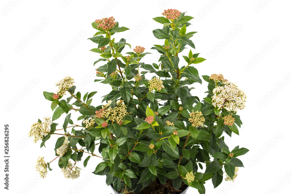 Sticker viburnum tinus