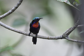 Fototapeta premium Copper-throated sunbird
