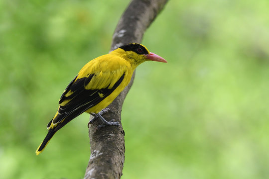 Black-naped oriole