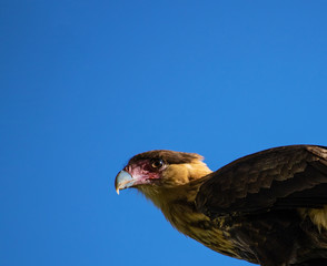 A head of  a bird of prey: the southern crested caracara (Caracara plancus) against blue sky.