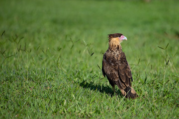 A bird of prey on the grass. The southern crested caracara (Caracara plancus) - Brazil.
