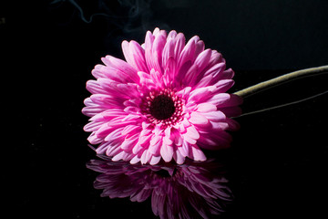 Pink gerbera on a black background with water drops. Flower.
