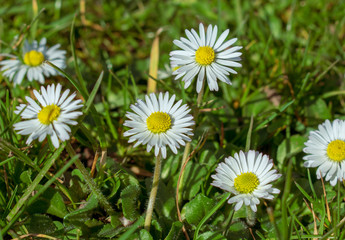 White daisy flowers growing wild in a field, selective focus.