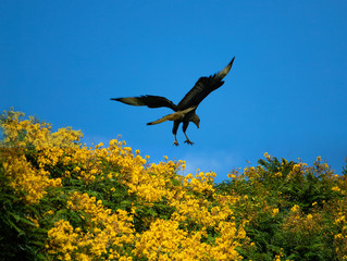 Silhouette of the Southern crested caracara (Caracara plancus) landing on a tree of yellow flowers against blue sky. 