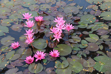 Water lilies (Thailand)