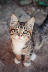 cute striped kitten standing on the gray asphalt and looking into the camera