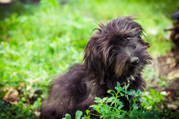 the little shaggy black cute sweet dog lies in the grass and with astonishment bowing his head...