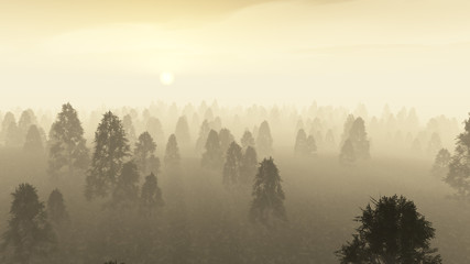 Misty pine forest at dawn.