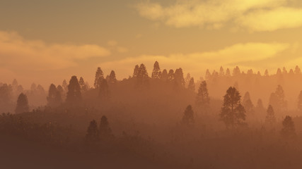 Misty pine forest at sunset.