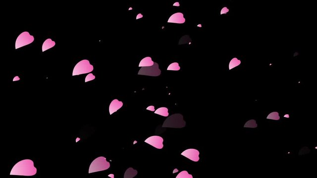 Cherry Blossom Loop. Bright cherry petals floating in the air, pink petals on black background, seamless loop animated.