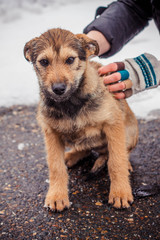 Brown shaggy and fluffy homeless puppy is frozen and looks unhappy and scared, and near human hands, concept photo, dedicated to volunteers, for the International Day for the Protection of Animals