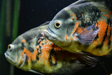 Oscar fish (Astronotus ocellatus). Tropical freshwater fish in aquarium.