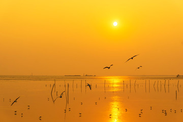 Silhouette seagulls bird are flying over the sea during sunset