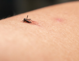 smashed mosquito with blood on mens arm