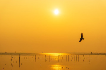 Silhouette seagulls bird are flying over the sea during sunset