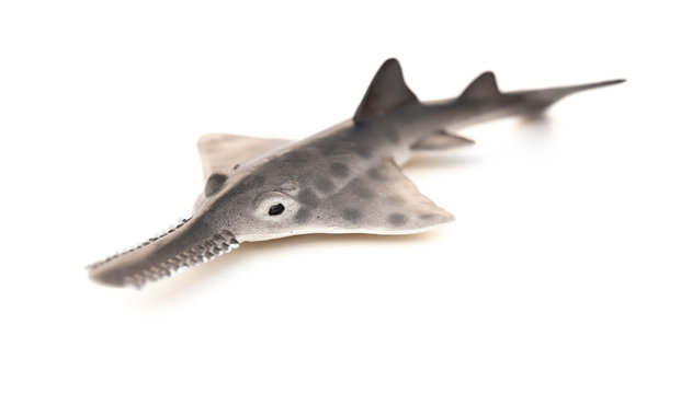 Toy Saw Shark Model On White Background