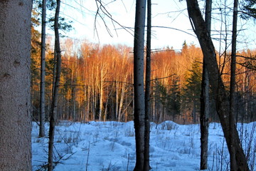 Trees and shrubs in central Russia in winter. A unique image of wildlife during the cold season.