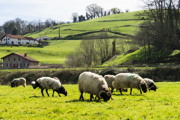 Ovejas en el campo