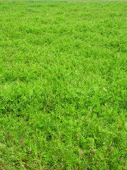 カラスノエンドウ茂る春の野原風景