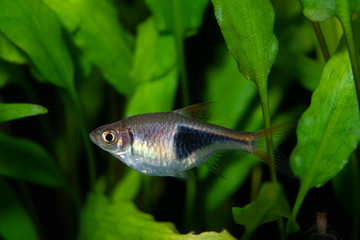 Fish rasbora heteromorph in freshwater aquarium