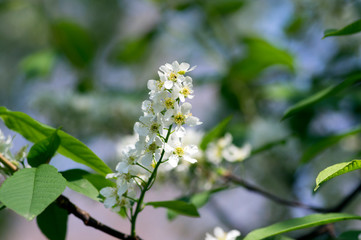 Prunus padus bird cherry tree blooming during spring, group of small white flowers and green leaves on branches